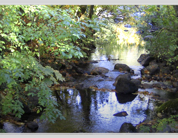 Creek Scene