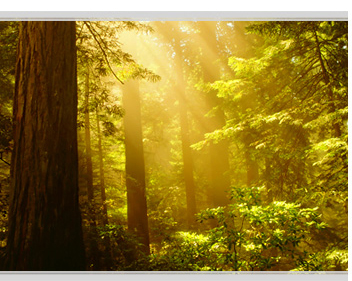 Light Thru The Trees