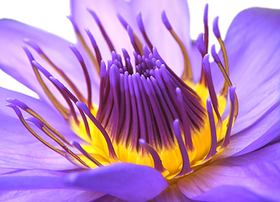 Purple Lily